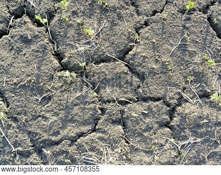 Soybean Crop Destroyed Due To Drought In The Field