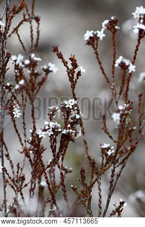 Furry White Flowers Of The Australian Native Hairy Beard Heath Leucopogon Microphyllus, Family Erica