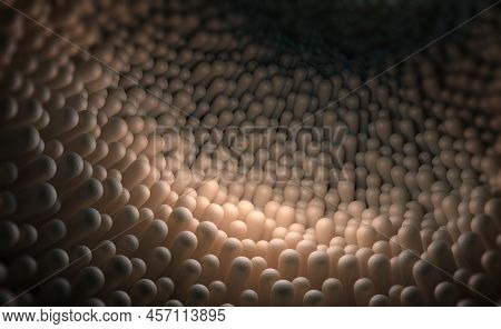 Human Intestines, Mucous Membrane, Intestinal Villi Under A Microscope 3d Illustration