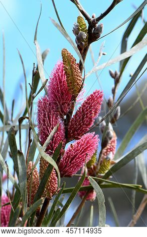 Vibrant Pink Flowers Of The Australian Native Mountain Hakea, Hakea Grammatophylla, Family Proteacea