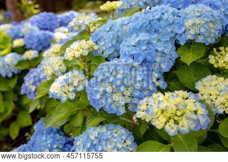Blue Hydrangea Macrophylla Flowers And Yellow Buds Closeup. Spectacular Hortensia Flowering Plant.