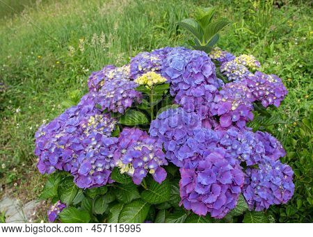 Purple Hydrangea Macrophylla Shrub In The Garden. Mophead Hortensia Flowers.