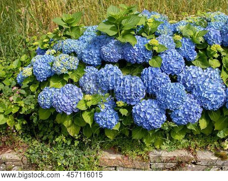 Blue Hydrangea Macrophylla Flowers In The Garden. Spectacular Hortensia Flowering Plant.