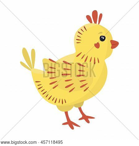 Grown Cute Chick, Bright Colorful Illustration In Yellow And Orange Shades