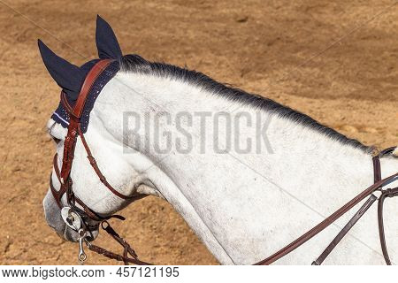 Grey White Horse Neck Head Overhead Equestrian Event Close-up Photo.