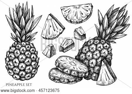 Fruits Vintage Vector Illustrations Collection. Black And White Pineapple. High Detailed Image.