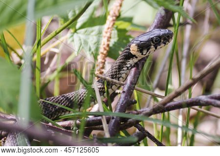 A Non-venomous Snake Crawls In Green Grass. Natrix Natrix, Grass, Ringed Or Water Snake Tasting The 