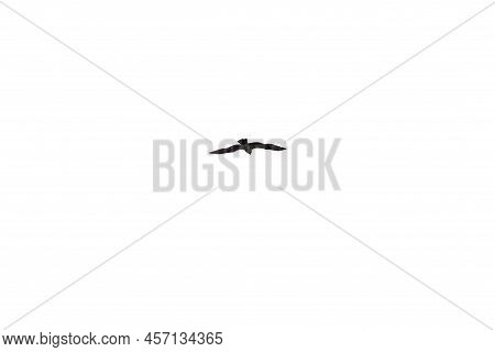 A Flying Eagel Isolated On A White Backgound.