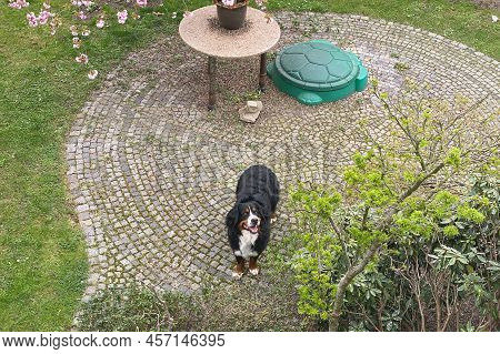 A Large Dog In The Yard Plays On The Grass, A Labrador, A Mestizo, Plays In A Green Garden Yard.