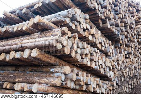 Background Of Cut Pine Logs. Vaia Storm Effects