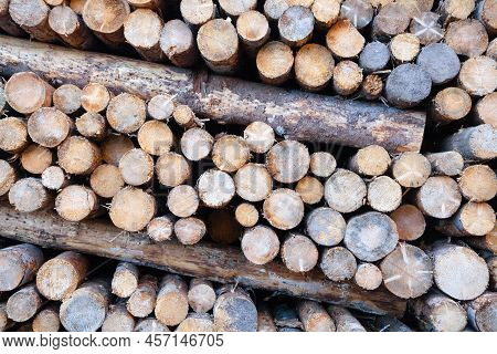Background Of Cut Pine Logs. Vaia Storm Effects