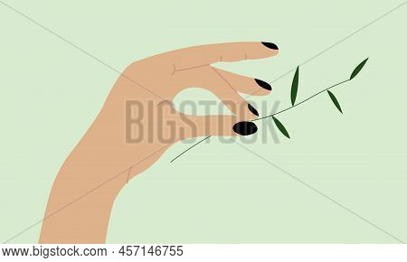 Branch Of Olive Tree In Hand Illustration. Woman Hand With Leaves.
Vector Hand With Floral Branch Fo