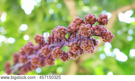 Fruit Of The Schefflera Actinophylla Tree. Close-up Of Fruit Bouquet Queensland Umbrella Tree, Octop