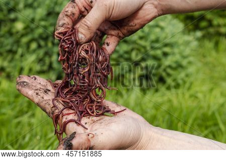 Breeding Red Worms Dendrobena. Fertile Soil. Natural Soil Improvement. Fishing Worms. Worms In The H