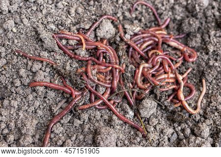 Breeding Red Worms Dendrobena. Fertile Soil. Natural Soil Improvement. Fishing Worms