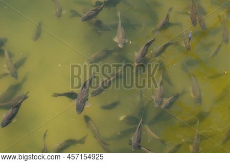 Fish Swim Close To The Surface Of The Water. Fish Pond In The Park.