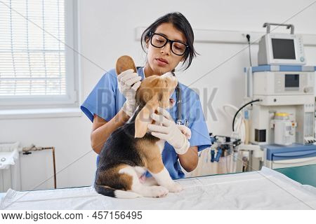 Hispanic Woman Working As Vet In Modern Animal Hospital Examining Skin Integument And Ears Of Small 