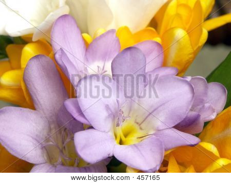 Blume Blüte