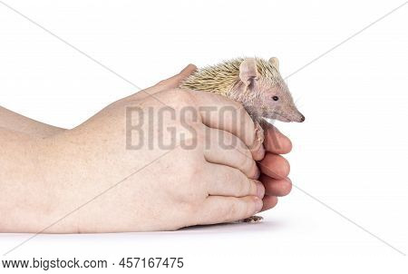 Tenrec Being Held In Human Hands. Isolated On A White Background.