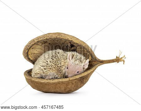 Cute Tenrec Laying Curled Up In Empty Buddha Nut Shell. Isolated On A White Abckground.