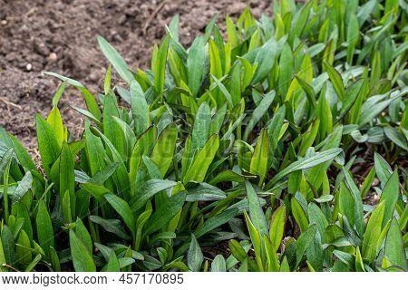 Aster Dumosus, Aster Novi-belgii In An Garden With Green Leaves