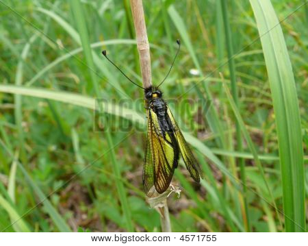 Insetto Neuropterous (Ascalafidi)