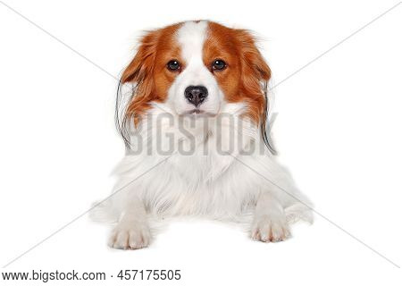 Sad  Kooiker Dog Resting On A Clean White Background