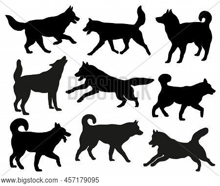 Group Of Siberian Huskies. Black Dog Silhouette. Running, Standing, Walking, Jumping Dogs. Isolated 