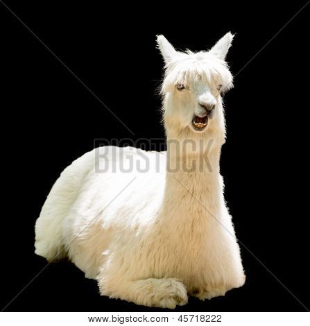 Bizarre sjove alpaca isoleret på sort