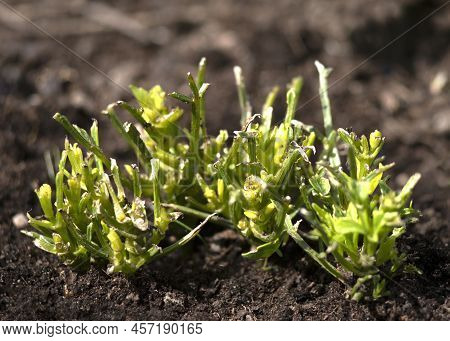 Slug Or Snal Damage To The Garden Dahlias,  Plant Has Been Eating Buy Garden Pest Dark Backround For