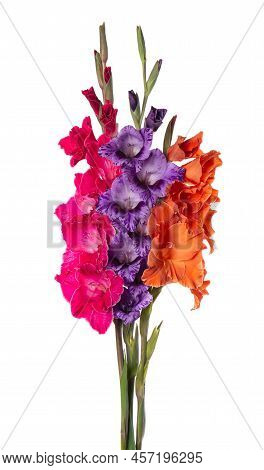 Gladiolus Flower Isolated On White Background. Bouquet Of Gladiolus. Beautiful Summer Flowers