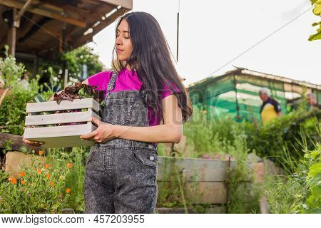 Volunteer In Organic Vegetables Garden Agriculture. Venezuelan Latin Woman Harvesting. Urban Garden