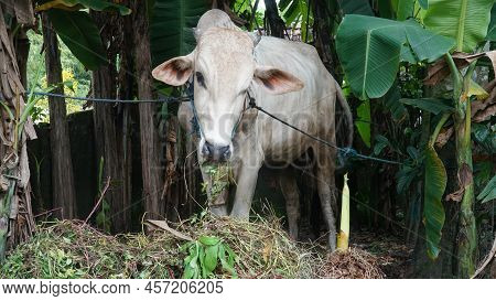 Yogyakarta, Indonesia. Cows Are Eating Plants Voraciously