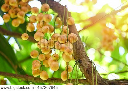 Rambeh Fruit Hang On The Rambeh Tree Tropical Fruit In Thailand, Fresh  Ripe Rambi In The Summer