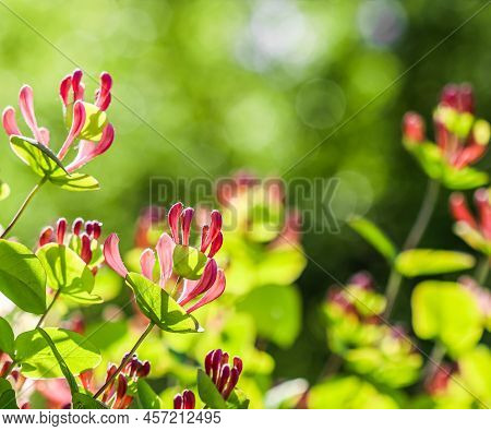 Pink Honeysuckle Buds And Flowers In A Sunny Garden. Lonicera Etrusca Santi Caprifolium,  Woodbine I