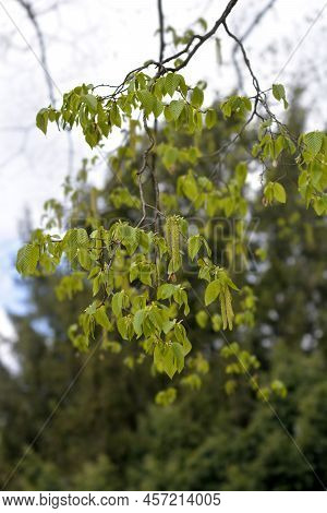 European Hop Hornbeam Branches With Flowers In The Spring