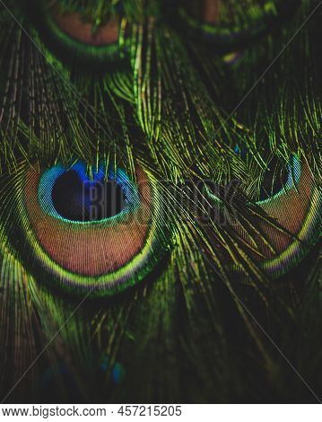 Detail Of The Structure Of Peacock Feathers. Peacock In Closeup. Background Of Texture Animal. Propo
