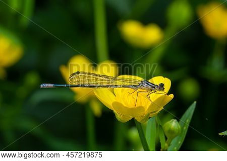 Two Dragonflies Zygoptera Mate, Odonata Is An Order Of Carnivorous Insects, Encompassing The Dragonf