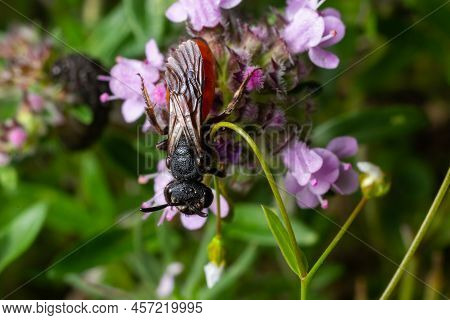 Closeup Of Nice Red Colored Cleptoparasite Bloodbee , Sphecodes Albilabris