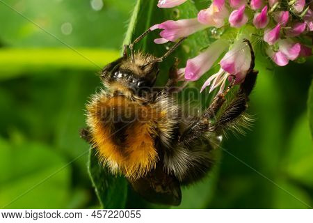 Isolated Bumblebee Specimen On Trifolium Pratense Flower, The Red Clover, On Natural Background