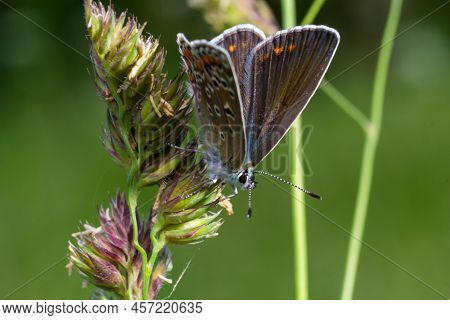 Close-up Photo Of Butterfly Polyommatus Icarus Which Sits On A Dry Grass
