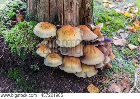 Mushrooms Growing On A Tree In Appelbergen, Netherlands