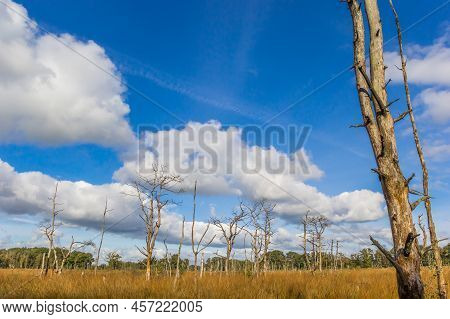 Dead Tree In The Plains Of Appelbergen Near Groningen In Autumn