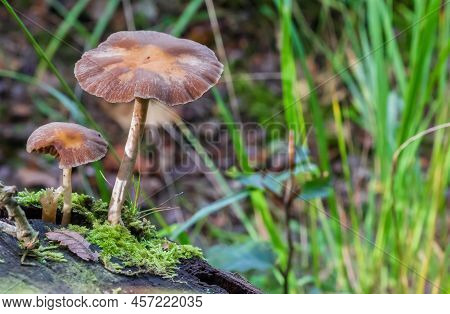 Mushrooms Growing On A Dead Tree In Autumn In The Netherlands