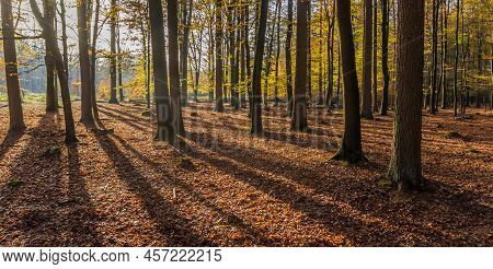Panorama Of Sunlight Through The Trees In Autumn In Borger, Netherlands