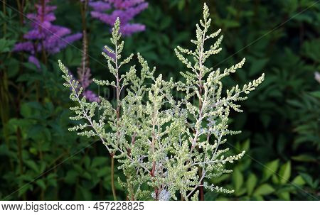 Astilbe Chinensis Or Astilbe Chinensis Is A Species Of Perennial Herbaceous Plants From The Genus As