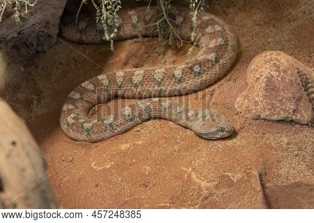 Portrait Of A Snake In Nature In Palestine. Palestinian Viper