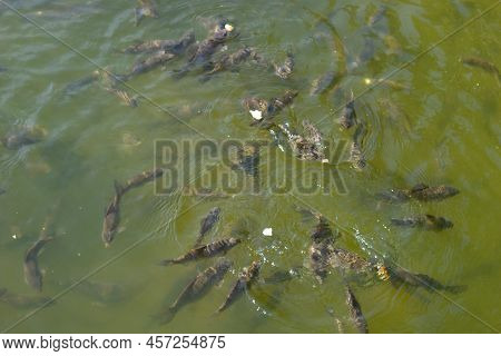 Fish Swim Close To The Surface Of The Water. Fish Pond In The Park. Natural Background