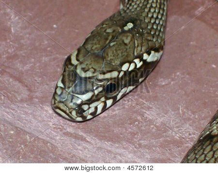 Rat Snake