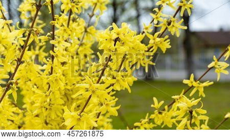 Forsythia Yellow Flowers Blooming In Spring. Blooming Forsythia Bush Close-up. Yellow Bush Blooms In